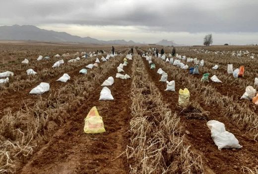 برداشت سیب زمینی از بالغ بر هزار هکتار مزارع خرم بید