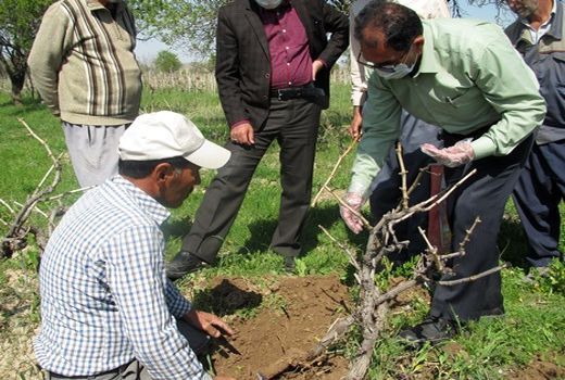 عملیات سرشاخه کاری انگور در شهرستان قوچان