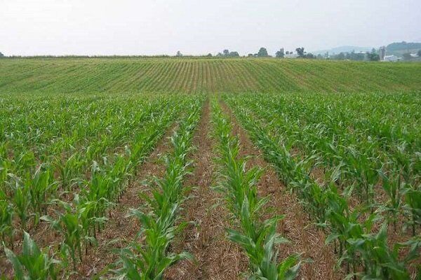 حفظ کاربری اراضی کشاورزی ضامن تامین امنیت غذایی جامعه