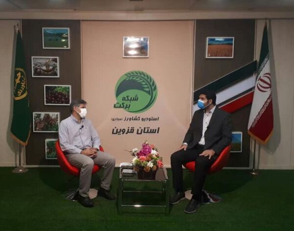 اهمیت کشت دانه‌های روغنی کلزا موضوع برنامه استودیو کشاورز استان قزوین