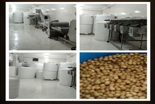 راه‌اندازی دو واحد فرآوری زیتون در استان کرمانشاه