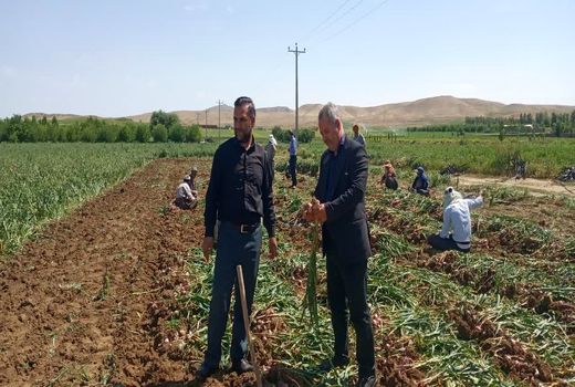 آغاز برداشت بیش از 8هزار و 100 تن سیر خشک از مزارع شاهین دژ 