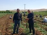 آغاز برداشت بیش از 8هزار و 100 تن سیر خشک از مزارع شاهین دژ 
