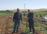 آغاز برداشت بیش از 8هزار و 100 تن سیر خشک از مزارع شاهین دژ 