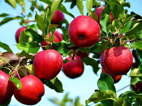 ارومیه رکوردار تولید سیب درختی در آذربایجان غربی