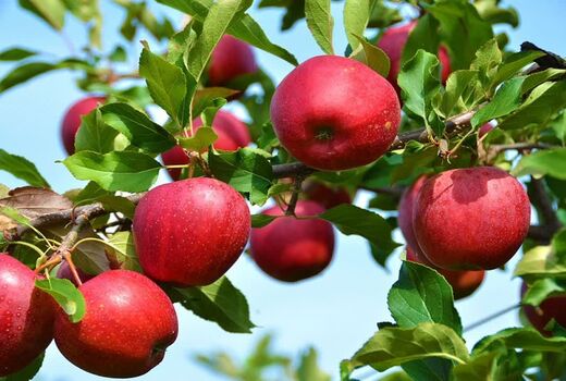 ارومیه رکوردار تولید سیب درختی در آذربایجان غربی