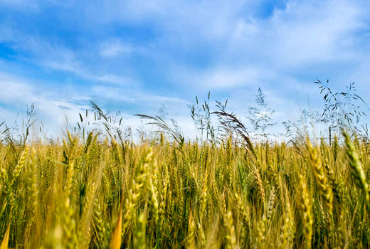 پیش‌بینی تولید ۱۲۵ هزار تن جو در استان قزوین