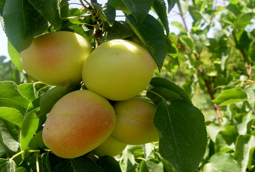 تولید 50 هزار تن زردآلو در آذربایجان شرقی 