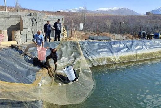 تولید قزل آلا در سپیدان افزایش می یابد 