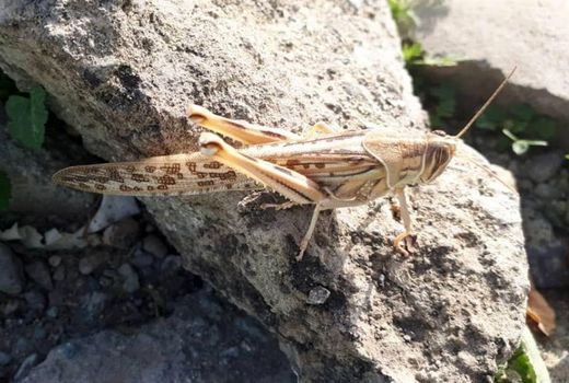 مبارزه جدی با ملخ‌ها زیر سایه سنگین کرونا  