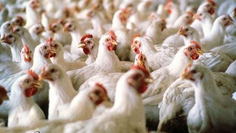خرید تضمینی گوشت مرغ در چهارمحال و بختیاری
