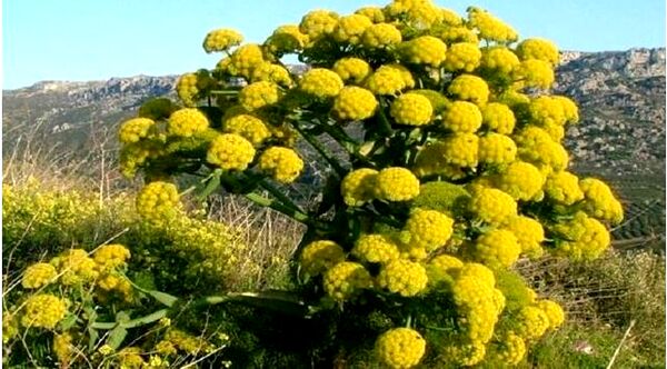 خراسان شمالی یکی از خواستگاه‌های اصلی تولید باریجه در کشور است 