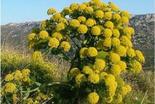 خراسان شمالی یکی از خواستگاه‌های اصلی تولید باریجه در کشور است 