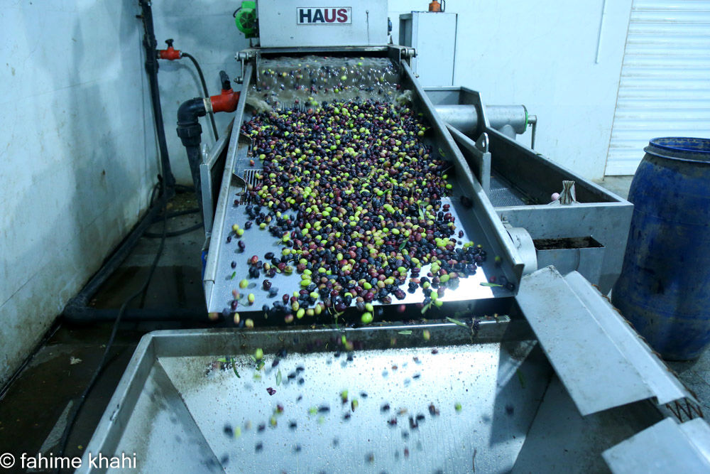 از لمس شاخه تا عصاره ی نور  