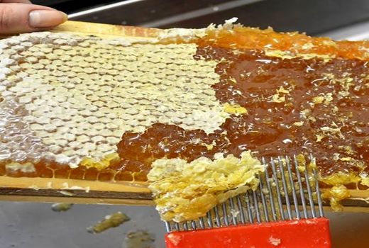 تولید 1100 تن عسل در شهرستان تبریز