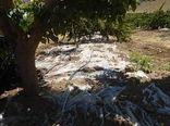 باغداران خراسان شمالی برای جلوگیری از تبخیر آب مالچ طبیعی ایجاد کنند