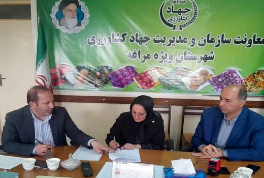 اجرای طرح کشاورزی قراردادی برای مدیریت زنجیره تولید سیب در مراغه