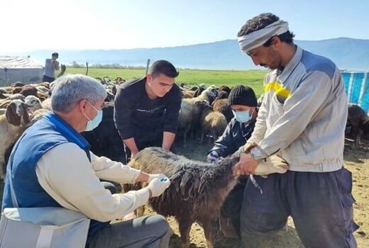 جهادگران حاضر در رزمایش‌های جهاد دامپزشکی امتیاز بازآموزی می‌گیرند