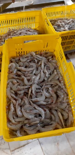 برداشت میگو پرورشی از استخرهای پرورش میگو با استفاده از آب های نامتعاف در خرمشهر