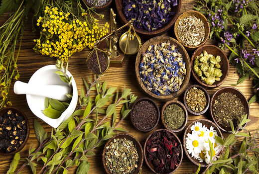 آغاز کشت گیاهان دارویی پاییزه در شادگان