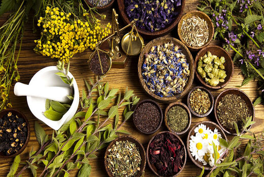 آغاز کشت گیاهان دارویی پاییزه در شادگان