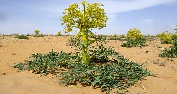 کشت زراعی آنغوزه برای نخستین بار؛ فصل جدیدی در گیاهان دارویی کهگیلویه و بویراحمد

