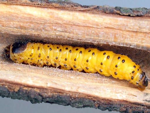 جلسه کمیته فنی اجرای طرح الگویی مبارزه تلفیقی با آفت کرم خراط در روستای ننیز علیا و ننیز سفلی شهرستان رابر 