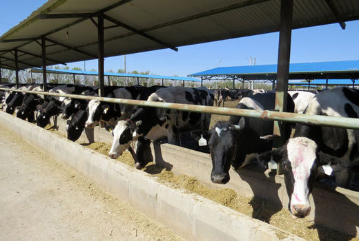 تامین نقدینگی؛ مشکل اصلی دامداران اصفهانی