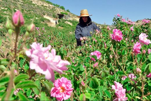 6000 تن گل محمدی در داراب تولید می شود