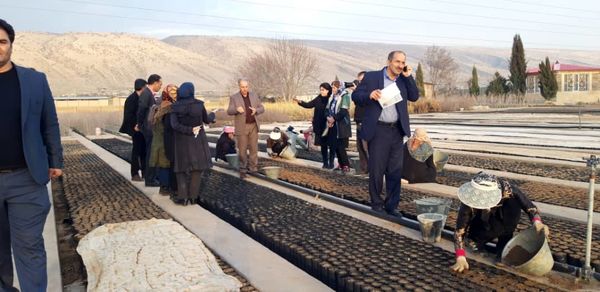 استان ایلام پیشگام در ایجاد جنگلهای دستکاشت