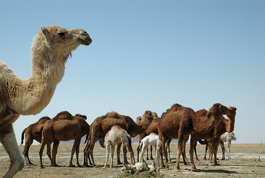 64 هزار نفر شتر در سیستان و بلوچستان پلاک کوبی شدند