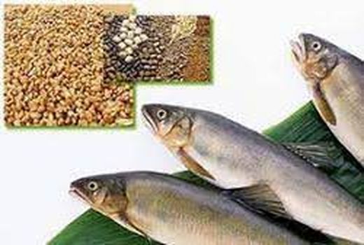 دو برابر نیاز کشور تولید خوراک آبزیان داریم