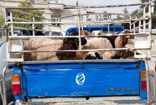 کشف 12 راس دام قاچاق در فیروزآباد