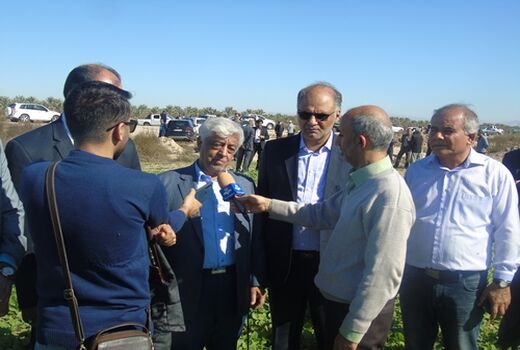 میزان تولید کلزا در کشور 7 برابر شد