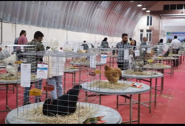 برگزاری فستیوال ماکیان زینتی، فرصتی برای اشتغال‌زایی و سرمایه‌گذاری 