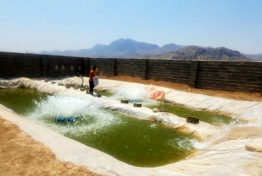 افزایش پرورش ماهیان گرمابی در فسا