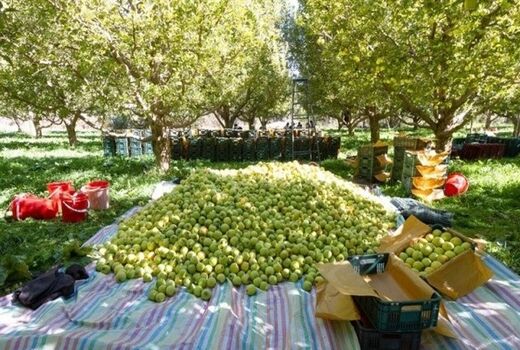 82 مرکز خرید سیب صنعتی در آذربایجان‌غربی فعال شد