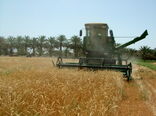  100 هزار تن گندم در سیستان و بلوچستان برداشت شد