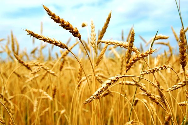 خرید تضمینی گندم از مرز 7 میلیون تن گذشت