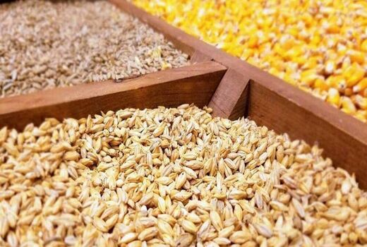 کاهش 3 میلیون تنی واردات ذرت با اجرای طرح جایگزینی نهاده‌های دامی