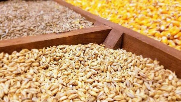 طی 28 روز گذشته 22 هزار و 682 تن نهاده طیور به استان اختصاص یافته است