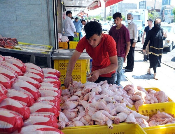 جهش تولید مرغ در آذربایجانشرقی؛ عرضه روزانه ۵۰۰ تن لاشه گرم و پوشش کامل نیاز بازار