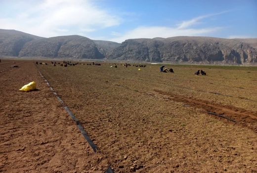 کشت نشایی پیاز در پاسارگاد آغاز شد