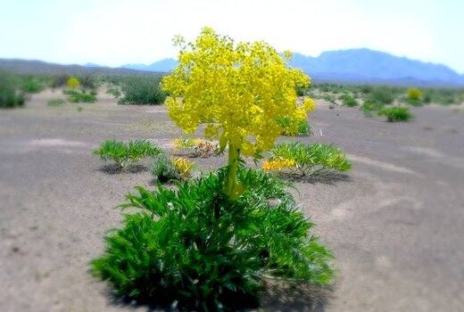 کاشت گیاه دارویی آنغوزه در فسا 