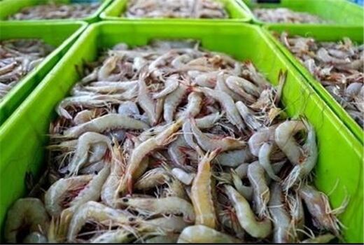 صید ۸۵۰ تن میگو دریایی در نوار ساحلی خلیج‌ فارس استان بوشهر 