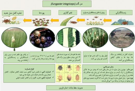 سن گندم 