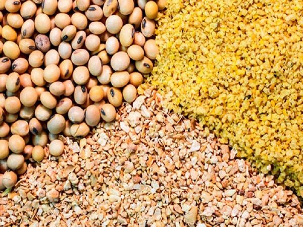 توزیع بیش از  110 هزارتن نهاده دامی در چهارمحال و بختیاری 