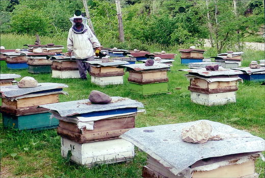 حق تقدم زنبورداری با بومی‌هاست!
