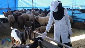 طرح واکسیناسیون علیه بیماری «لمپی اسکین» در شهرستان  شهربابک آغاز شد