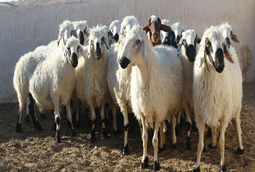 عرضه دام زنده در سنندج ممنوع شد